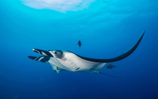 Potápěčské safari Socorro Islands